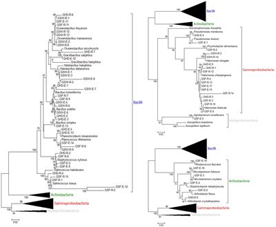 Isolation and Characterization of Halotolerant Plant Growth Promoting Rhizobacteria From Durum Wheat (Triticum turgidum subsp. durum) Cultivated in Saline Areas of the Dead Sea Region